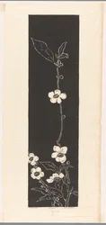 Theebloesem