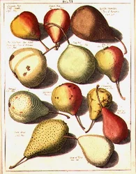 Peren, door Seligman