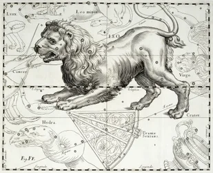 Leeuw, sterrenbeeld van de Leeuw, illustratie uit Johann Hevelius