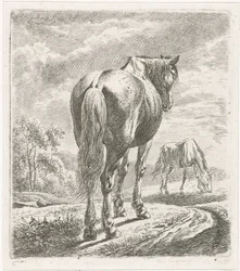 Paard van achteren gezien