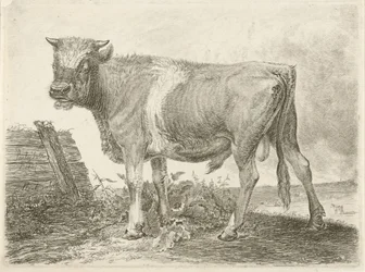 Stier