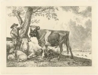 Stier en boer
