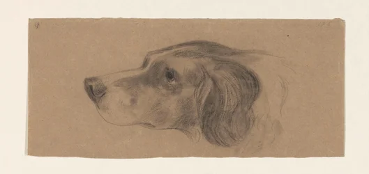 Kop van een hond, naar links