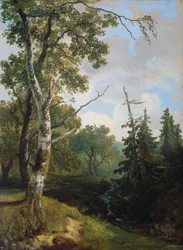 Bosgezicht bij Wolfheze.