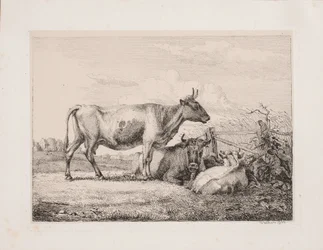 Koeien in het veld