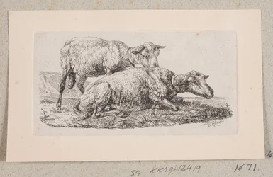 Twee schapen