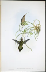 Verbonden kluizenaar (Phaethornis Fraterculus)
