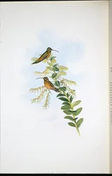 Amaura Heremiet (Phaethornis Amaura)
