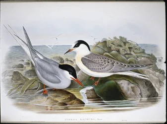Noordse stern (Sterna Macrura)