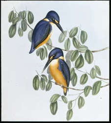 Azuren ijsvogel (Alcyone Azurea)