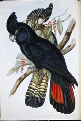 Roodstaartraafkaketoe (Calyptorhynchus banksii)