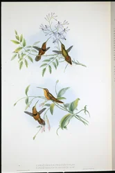 Gordelkluizenaar (Phaethornis Nigrocinctus) en Bisschopkluizenaar (Phaethornis Episcopus)