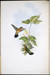 Zwartstaartheremiet