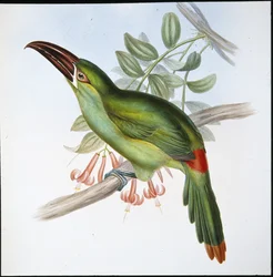 Bloedstuit groefsnavel toekan (Aulacoramphus Haematopygius)