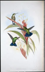 Blauwstaartmango (Lampornis viridis)
