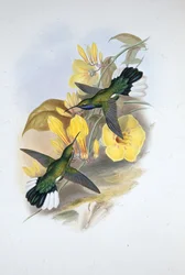 Blauwkeel Sabelvleugel