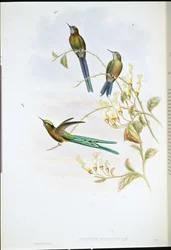 Boliviaanse Sylph