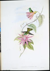 Briljantfrontsmaragd (Thaumatias Nitidifrons)