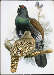 Auerhoen (Tetrao Urogallus)