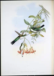 Cayene Fee (Heliothryx Auritus)