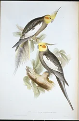 Valkparkiet (Nymphicus novaehollandiae)