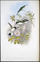 Colombiaanse Fee (Heliothrix Barroti)