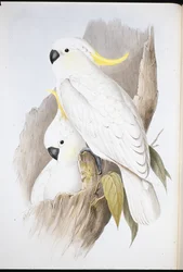 Geelkuifkaketoe (Cacatua galerita)
