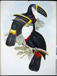 Culminated toekan (Ramphastos Culminatus)