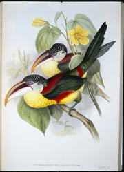 Krulkuif Aracari