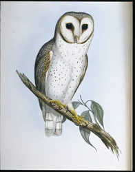 Delicate uil (Strix Delicatulis)
