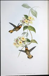 Reebruinstaartbaardkolibrie (Threnetes cervinicauda)