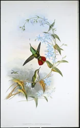 Kluut met vuurstaart (Avocettula Recurvirostris)