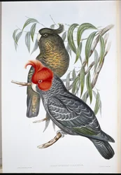 Helmkaketoe (Callocephalon galeatum)