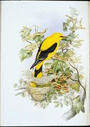 Wielewaal (Oriolus Galbula)