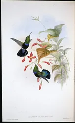 Grasgroenborst Carib
