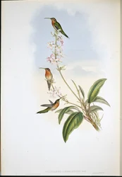 Groenstaartheremietkolibrie (Phaethornis viridicaudata)