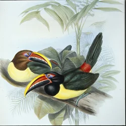 Groene Aracari (Pteroglossus Viridis)