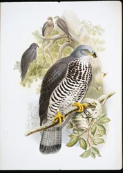 Wespendief (Pernis Apiuorus)