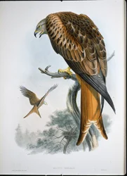 Rode wouw (Milvus Regalis)