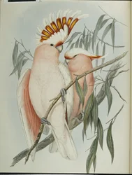 Leadbeaters kaketoe (Cacatua leadbeateri)