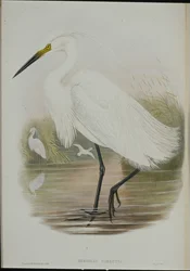 Kleine zilverreiger (Egretta Garzetta)