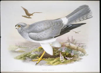 Bruine kiekendief (Circus Aeruginosus)
