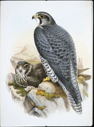 Noorse of giervalk