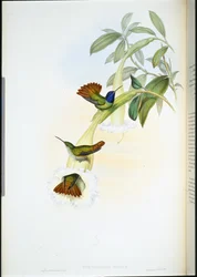 Oenone Kolibrie (Chrysuronia oenone)
