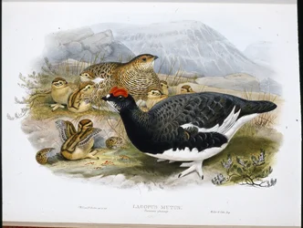 Sneeuwhoen (zomerkleed) (Lagopus Mutus)