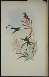 Racketstaart (Discura Longicauda)