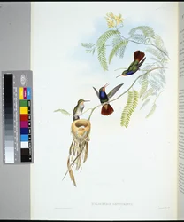 Roodkeel Saffier (hylocharis sapphirinus)