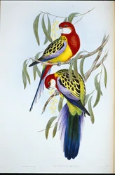 Rozenbekt parkiet (Platycercus Eximius)
