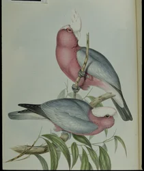 Roze kaketoe (Cacatua Eos) (handgekleurde lithografie)
