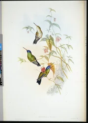 Roodvlamdrager (selasphorus rufus)
